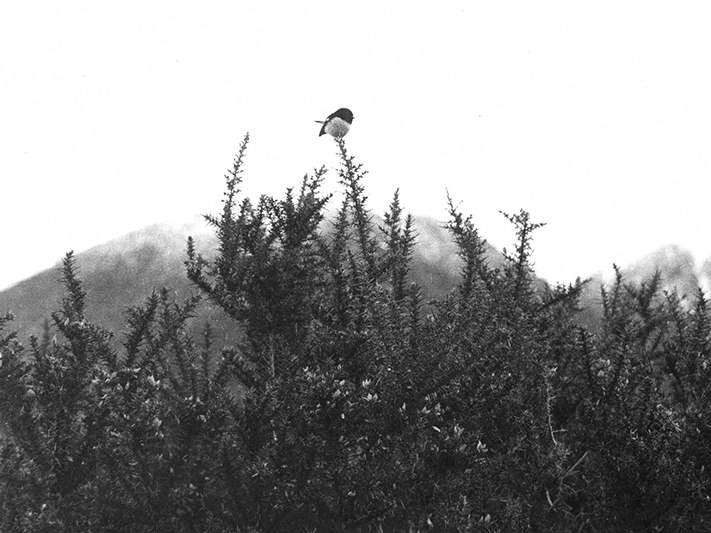 Tomtit, Taipo Valley, Westland, 1967, Gary Baigent. Purchased 2006, Te Papa (O.030068) A black and white photo of a very small bird on a gorse bush.