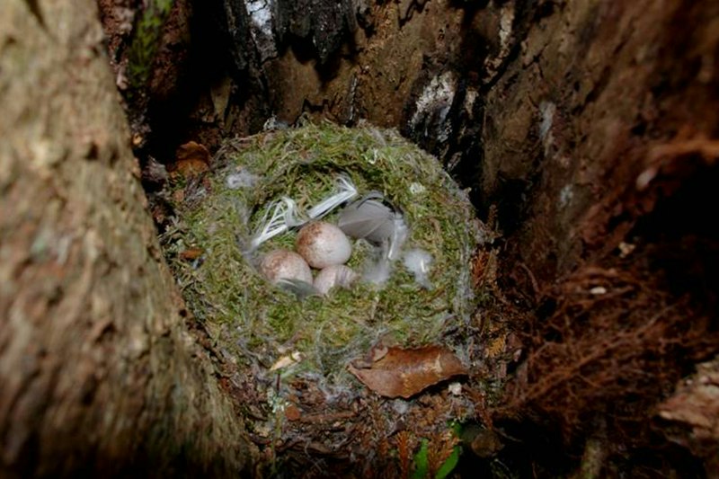 A bird's nest with eggs in it in a tree.