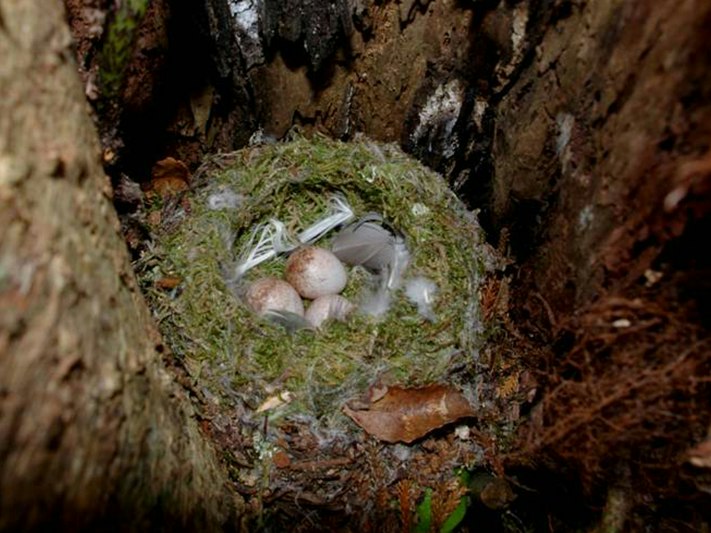 Tomtit | Miromiro. South Island tomtit nest with eggs. Whenua Hou / Codfish Island, December 2011. Image © Colin Miskelly by Colin Miskelly A bird's nest with eggs in it in a tree.