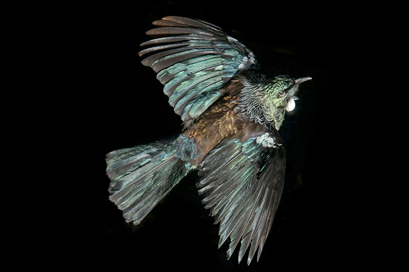 A bird with blue green feathers posed as if it is flying on a black background.