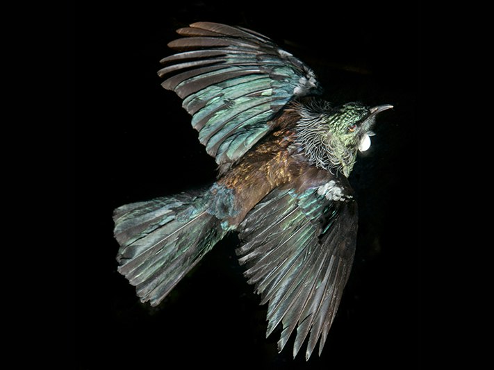Tūī, Prosthemadera novaeseelandiae novaeseelandiae, collected June 1994, Nelson, New Zealand. Gift of the Department of Conservation, 1987. CC BY 4.0. Te Papa (OR.025218) A bird with blue green feathers posed as if it is flying on a black background.