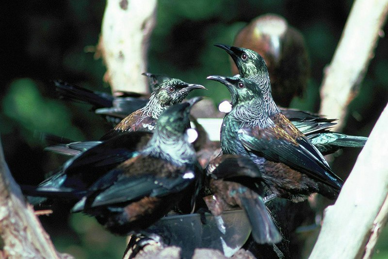 Several birds at a feeding dish.