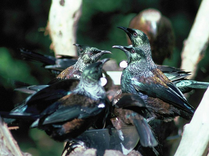Tūī | Tui. Adults at sugar water feeder. Little Barrier Island, March 1987. Image © Alan Tennyson by Alan Tennyson. Several birds at a feeding dish.