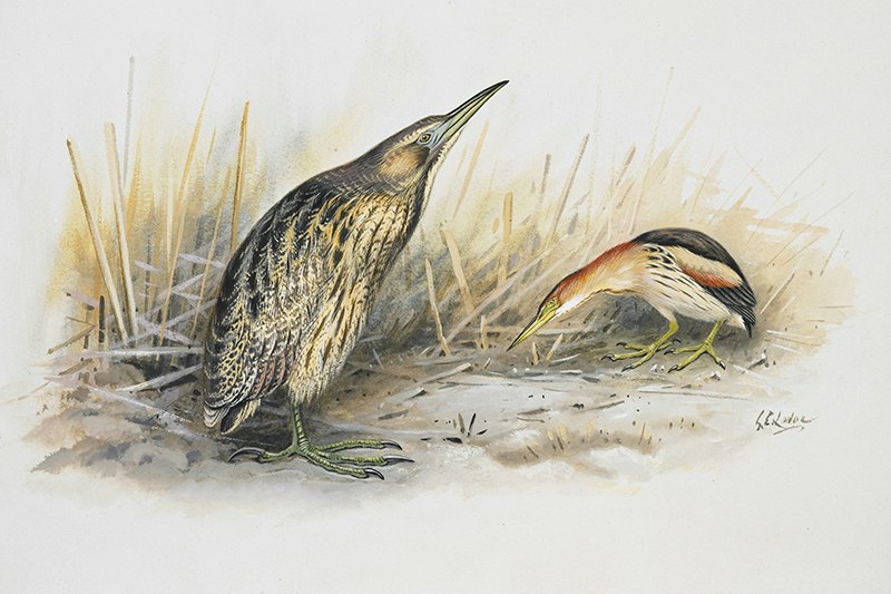 A watercolour of two birds near some beach grass.