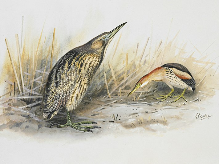 Australian Bittern (Matuku) (left) / Australian Little Bittern by George Lodge; 1913-1914.On loan from the Dept. of Internal Affairs, 1948. Te Papa (1992-0035-2366/31) A watercolour of two birds near some beach grass.