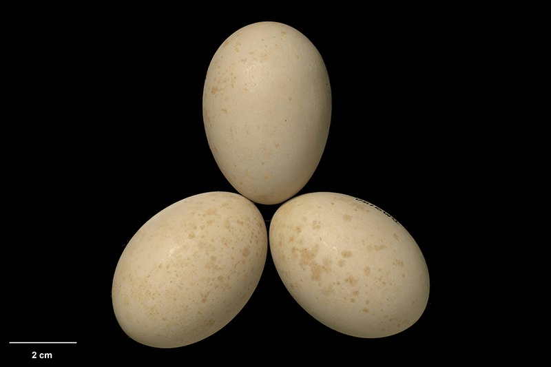 Three eggs in a triangle on a black background.