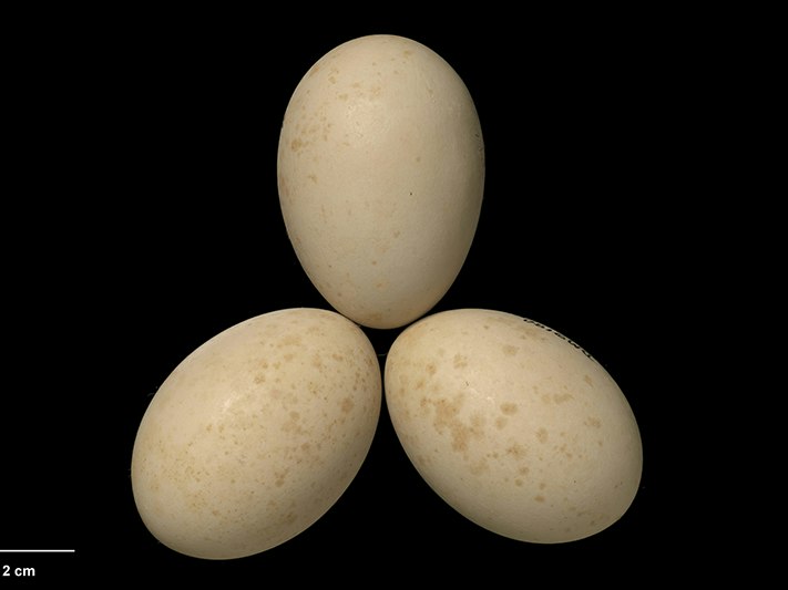 Australasian Bittern , Botaurus poiciloptilus, collected January 1937, Lake Selfe, Canterbury, New Zealand. CC BY 4.0. Te Papa (OR.002180/a) Three eggs in a triangle on a black background.